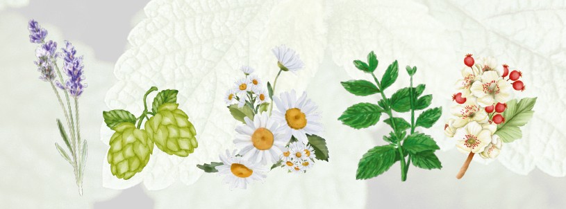 Ademhalingsles in natuurhuis De Vlier